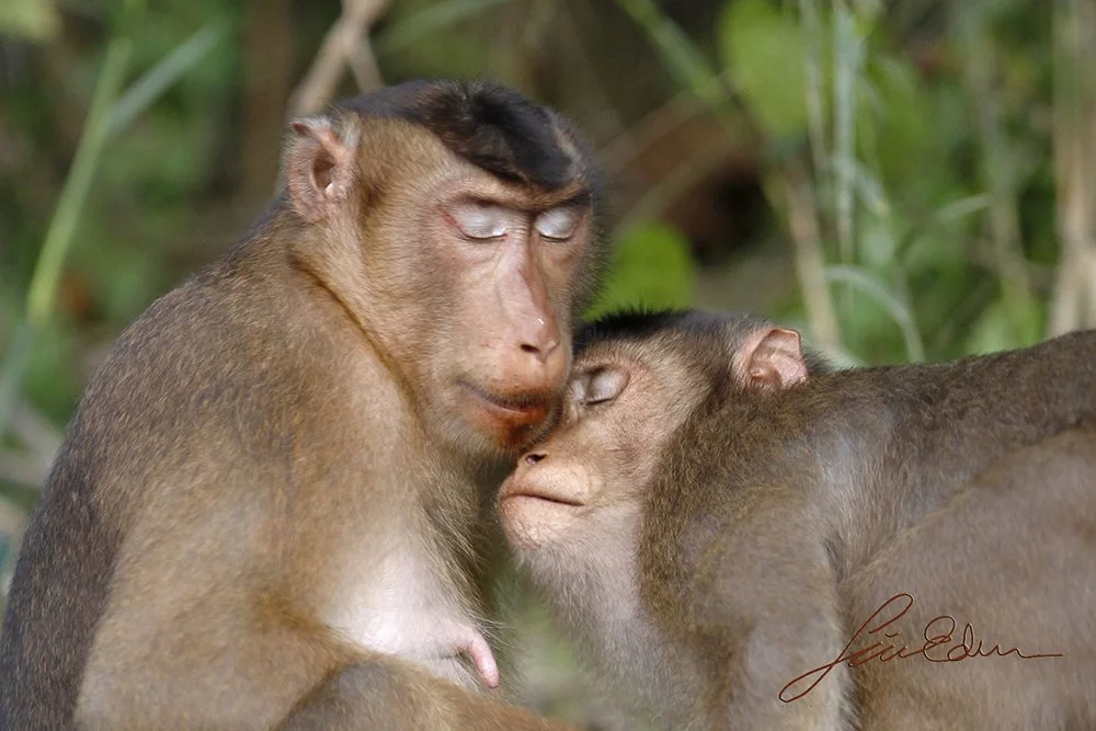 Much like humans. Pig tailed macaque family members, Sabah, Borneo, Malaysia