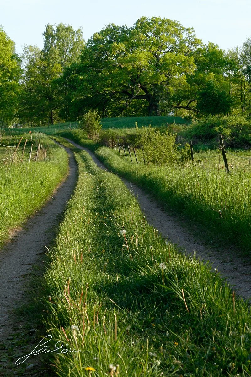 "Summer evening in the country side." Mälaren islands, Sweden