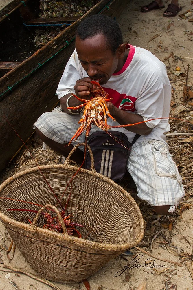 A lobster fisherman marking a lobster using his teeth.