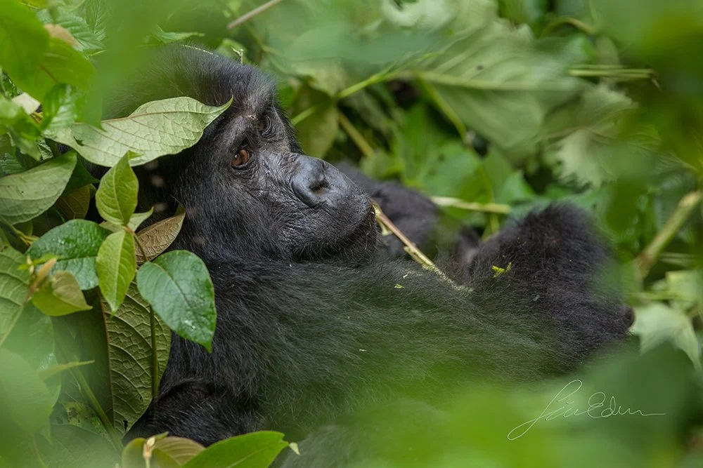 "Oh, the humans are here again." Bwindi impenetrable national park, Kisoro, Uganda