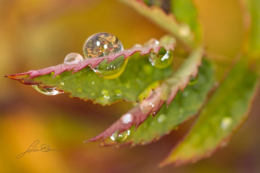 "Roses in Early autumn". Nacka, Sweden