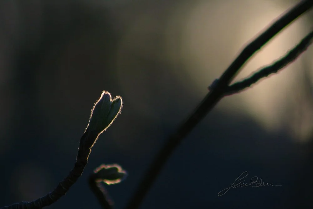 "Spring awakening". April evening in Stockholm, Sweden