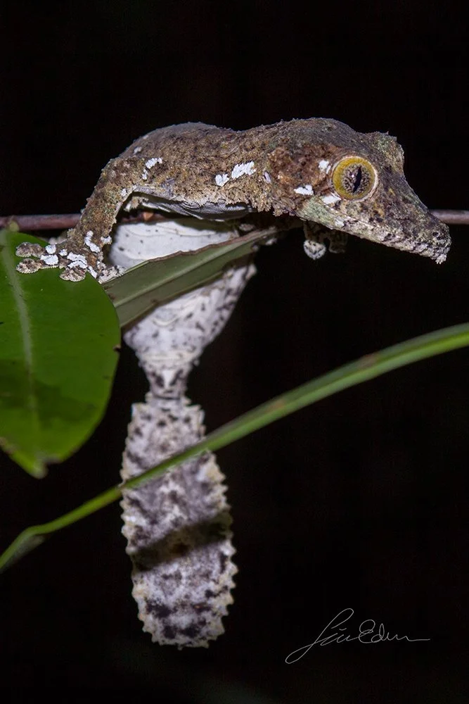 Leaf-tailed gecko 