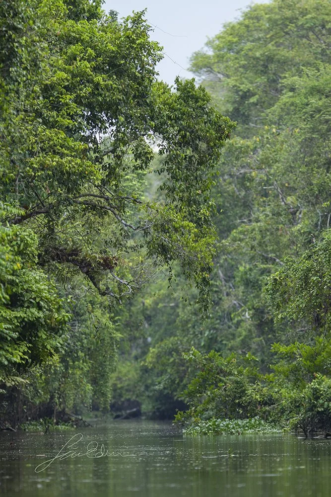 The Bornean secondary rainforest rises like high walls around the Kinabatangan river. Sukau, Sabah, Borneo, Malaysia 