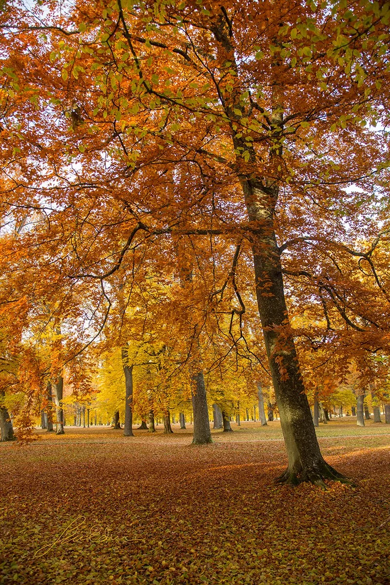 "Autumn in the royal garden". Drottningholm royal castle, Sweden