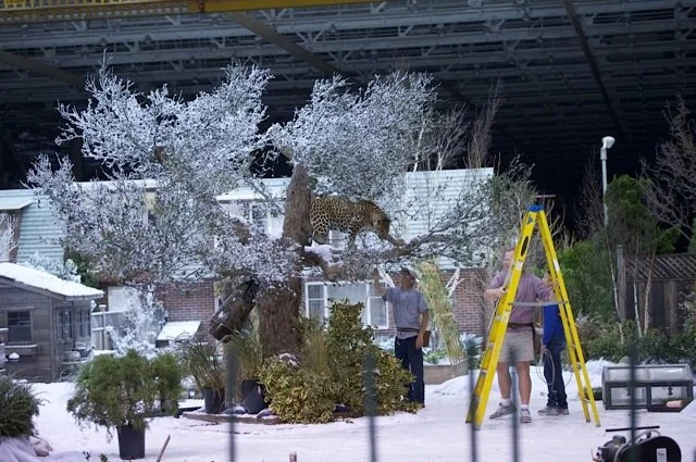 A zoo or wildlife enclosure scene with a leopard resting on a tree branch, surrounded by snow, with visitors and staff nearby, including one person on a ladder, under a shelter.