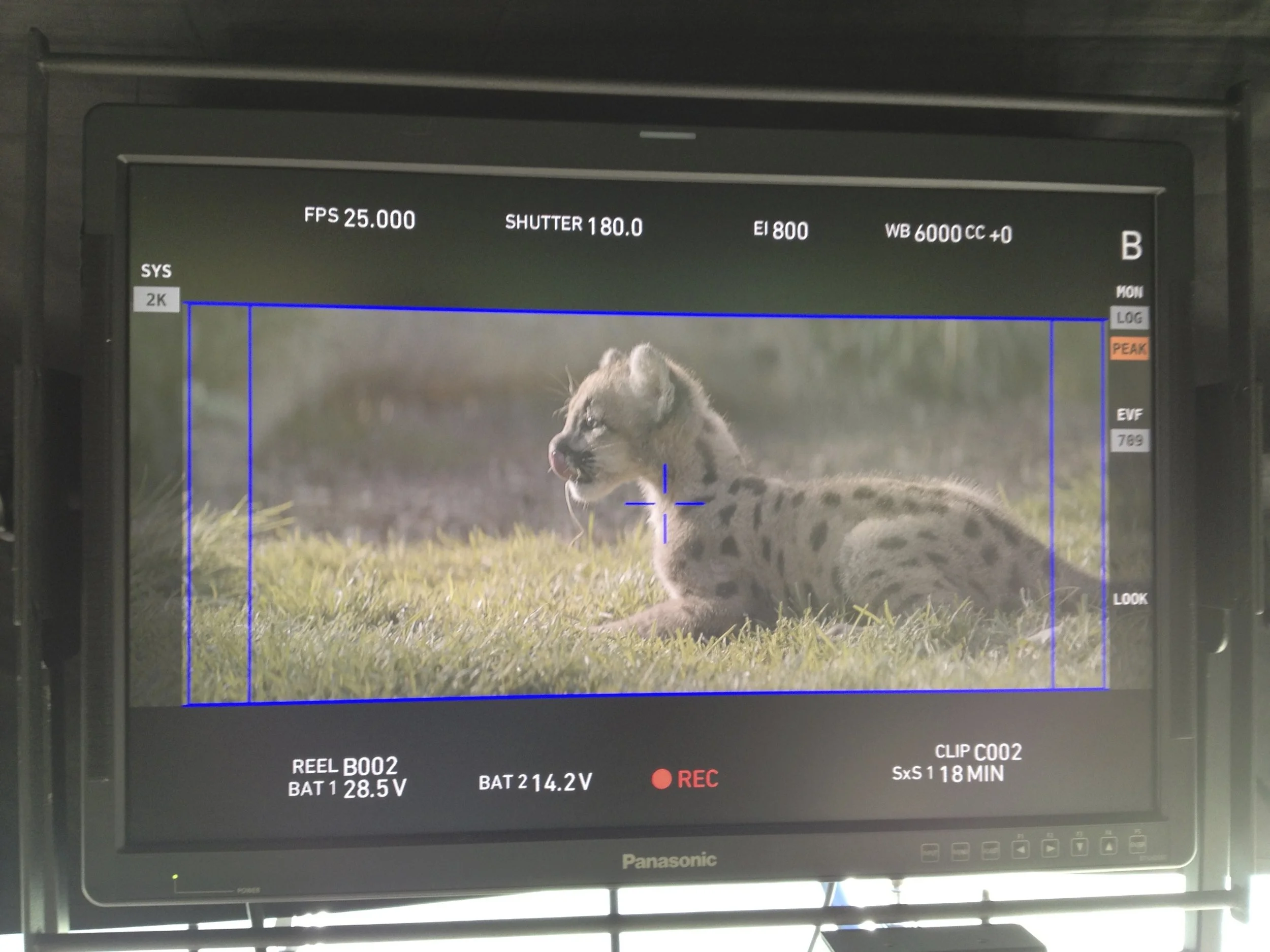 Camera monitor displaying a picture of a young cheetah lying on grass. Camera settings are visible on the screen.