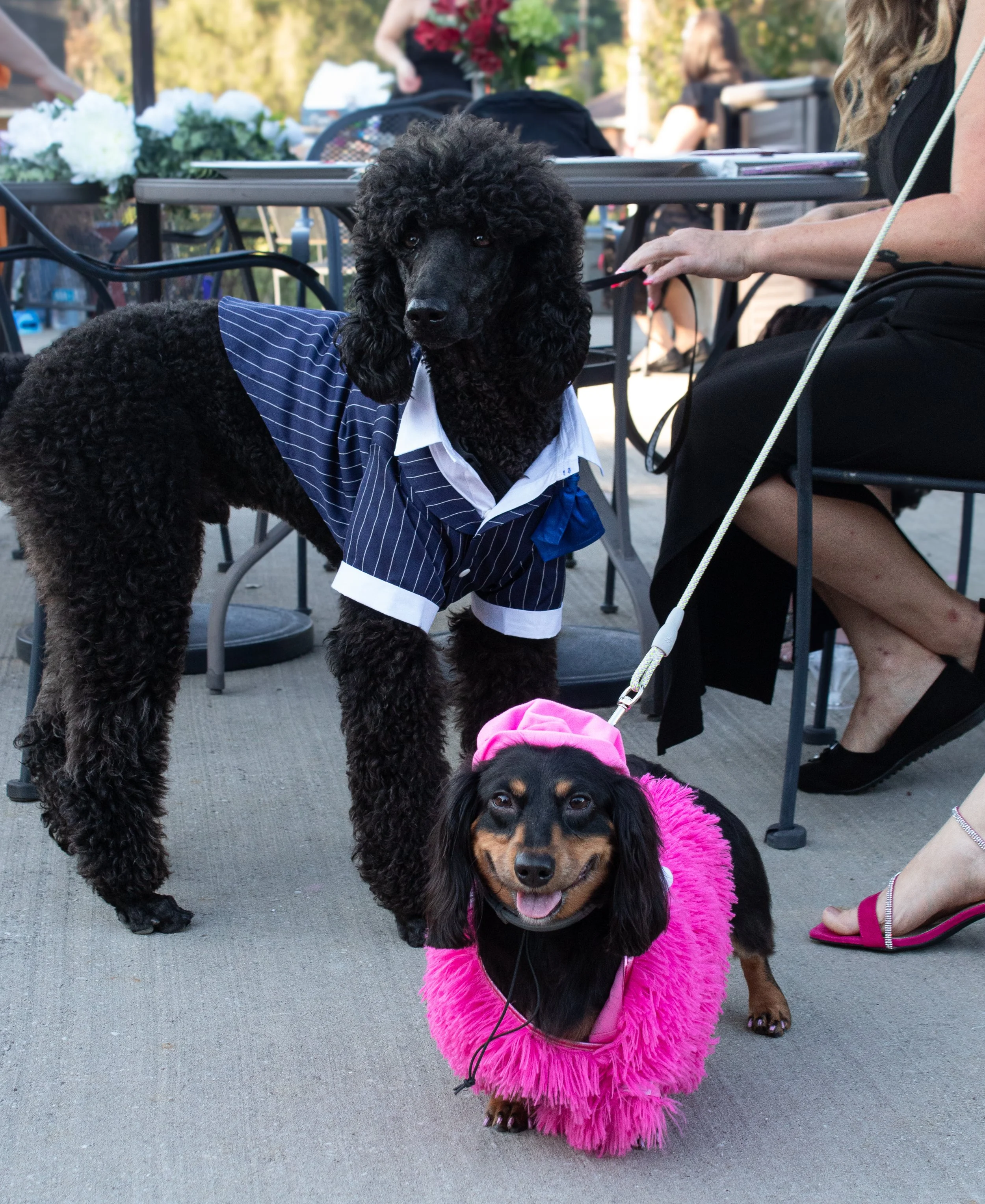 A black dog with curly fur wearing a blue and white striped shirt and a white collar, standing on a paved outdoor area during daytime. Behind the dog, a woman in black clothing is sitting at a table with a tablet and a dog leash in her hand. In front of the dog, a smaller black and tan dog wearing a bright pink fluffy coat is sitting, looking at the camera with its tongue slightly out. In the background, there are other people, tables, chairs, and some trees.