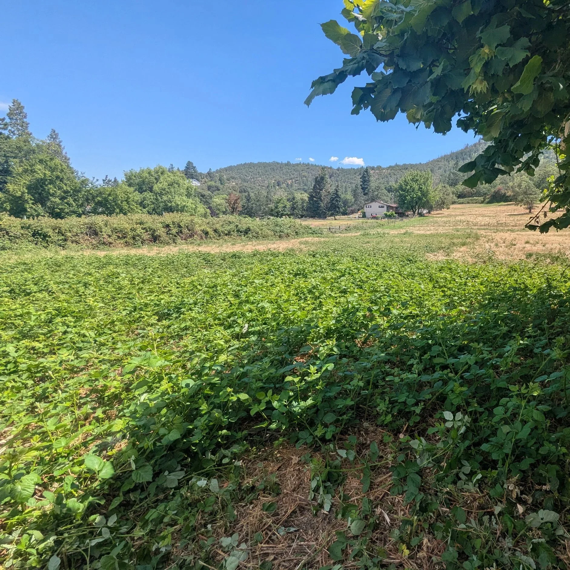 View of green plants in a field with trees and a white house on a hill in the background, under a clear blue sky.