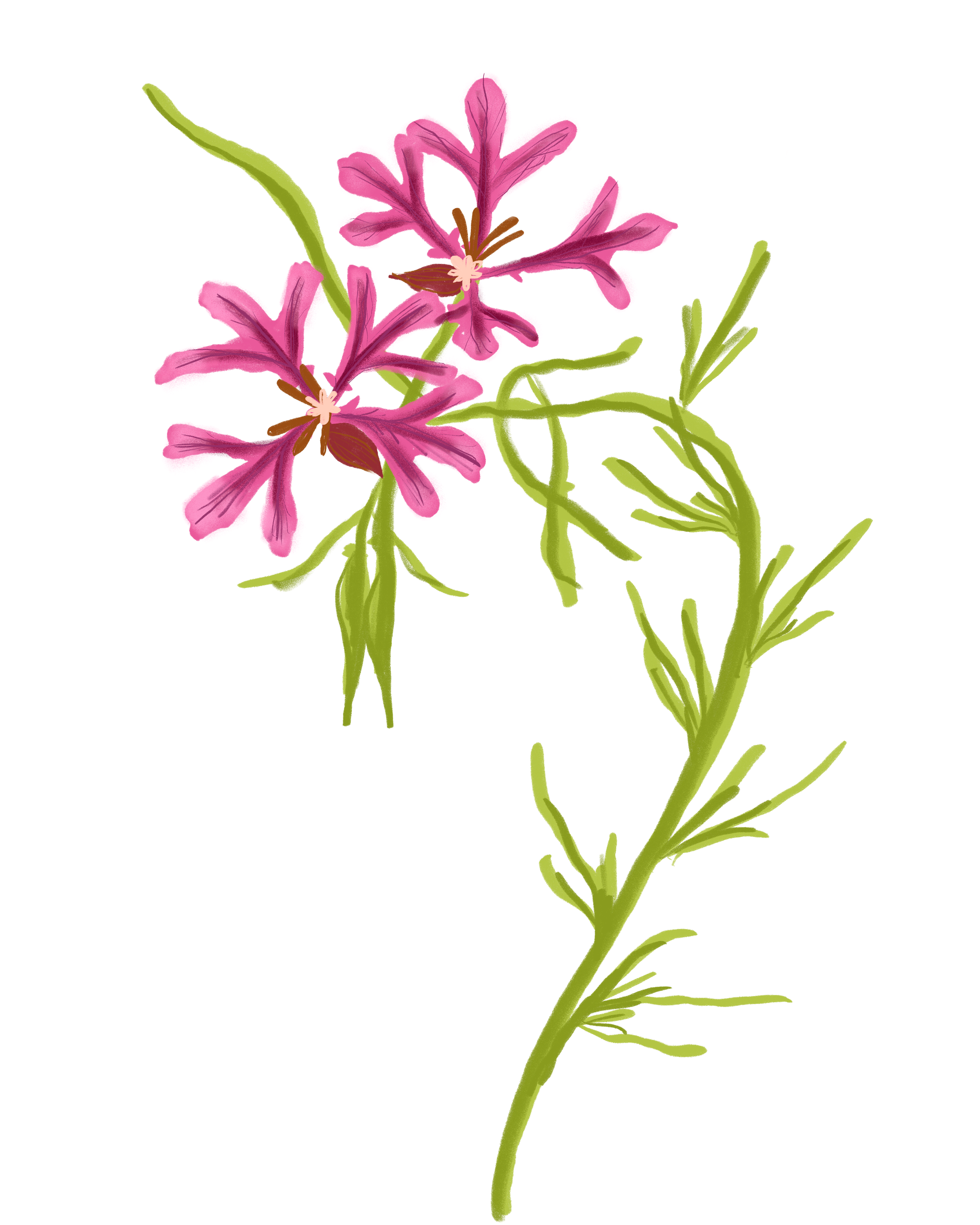 A botanical illustration of pink Clarkia with green stems and leaves, featuring blooming pink flowers with darker pink veins and brown central parts.