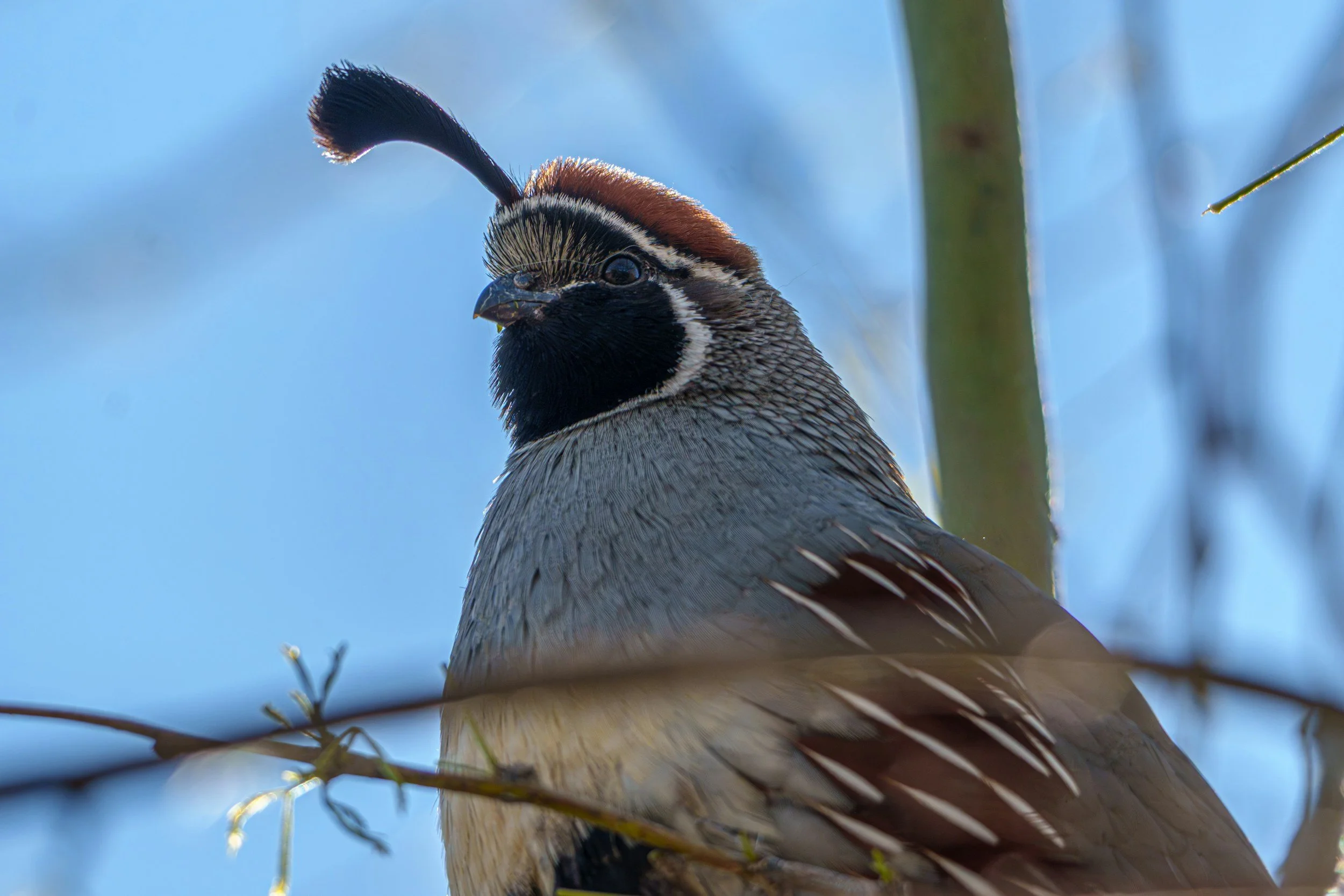 Close-up of a California Quail with a clear blue sky background.