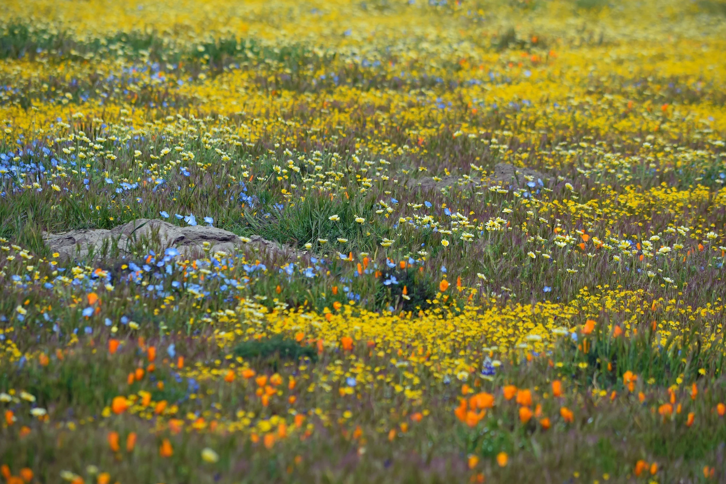 A field of yellow, white, blue, and orange wildflowers in bloom