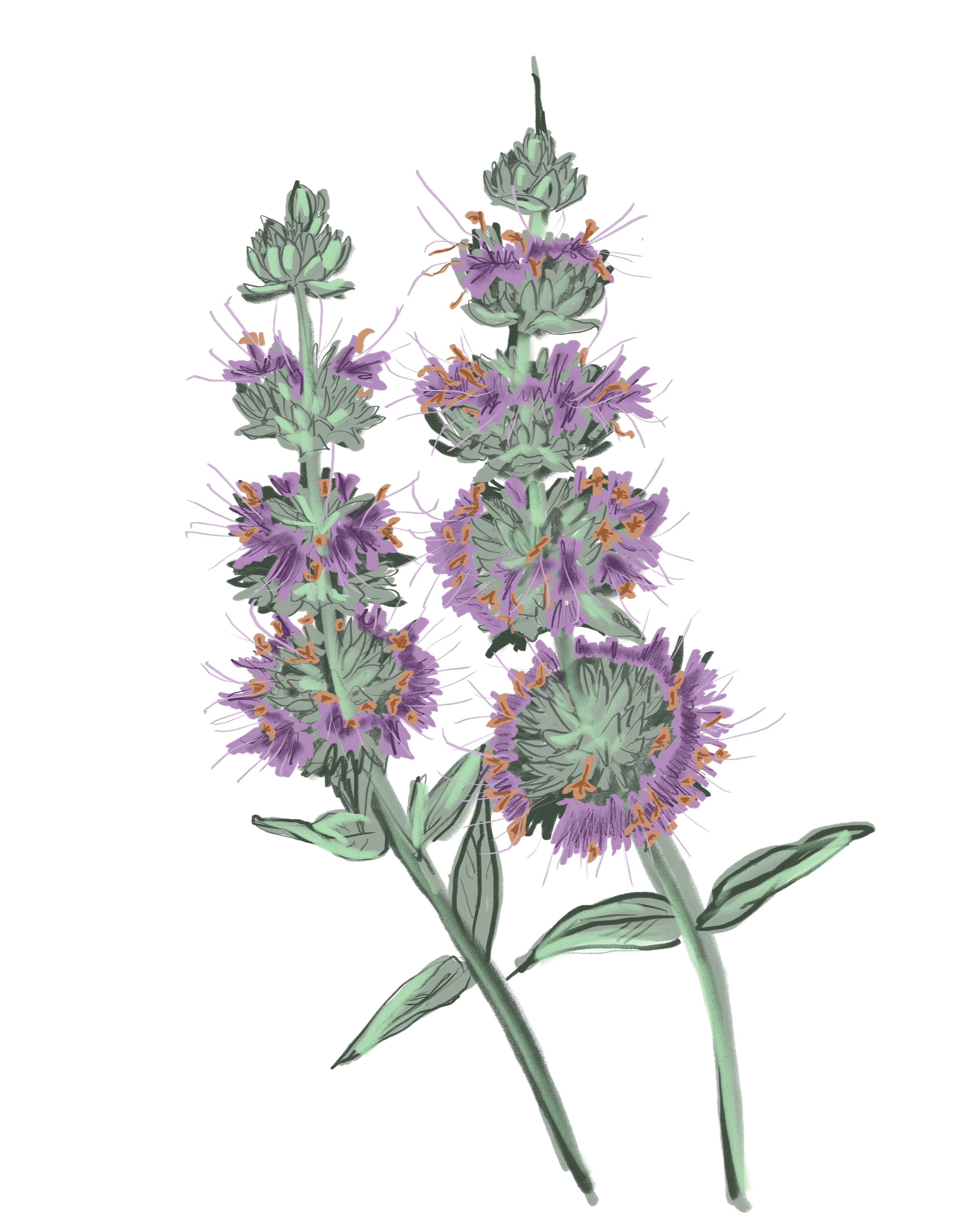 An illustration of Purple Sage with green stems and leaves.