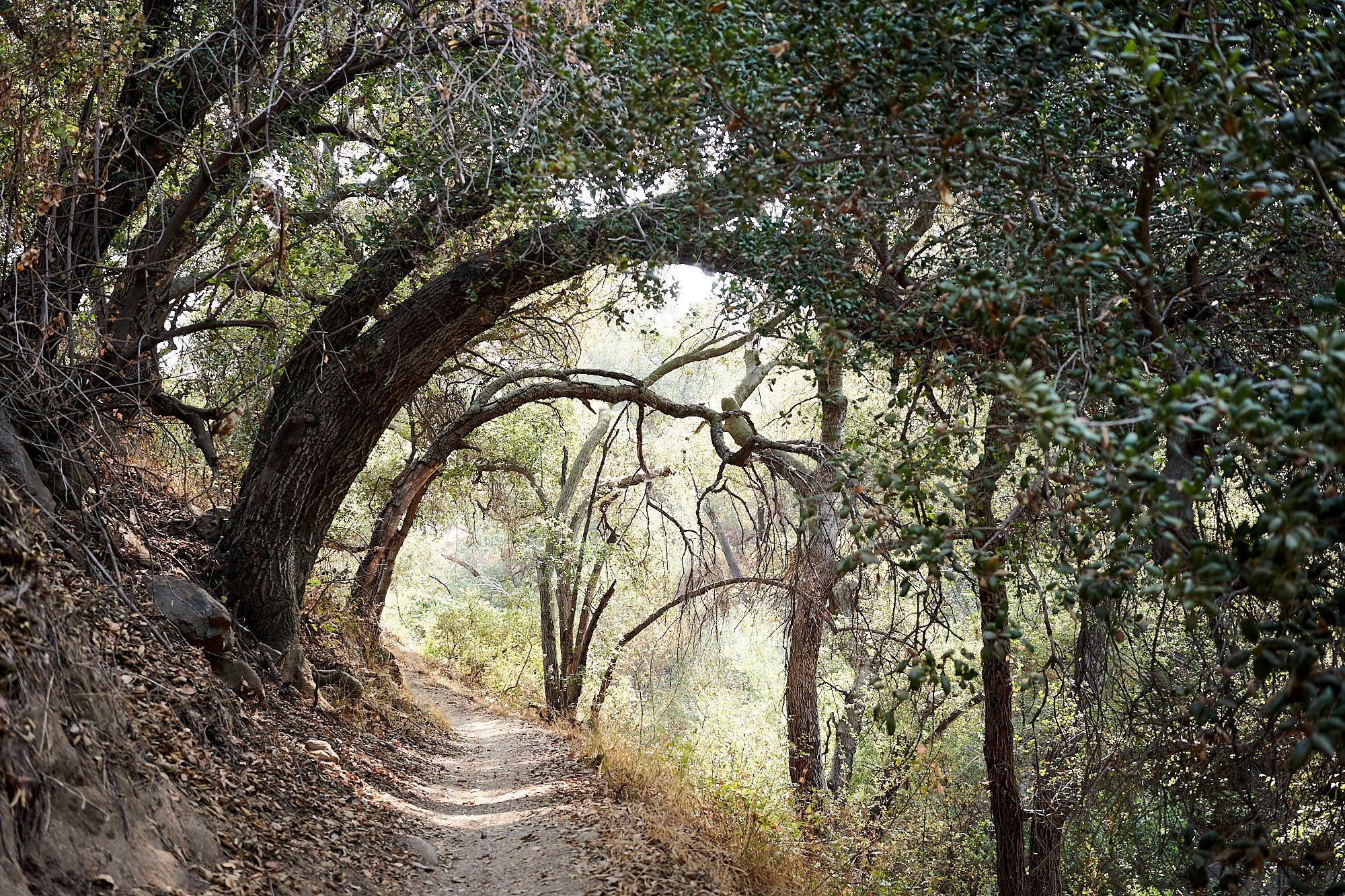 A winding dirt trail in a wooded area with dense trees and green foliage on both sides, sunlight filtering through the leaves. El Prieto Canyon Trail.