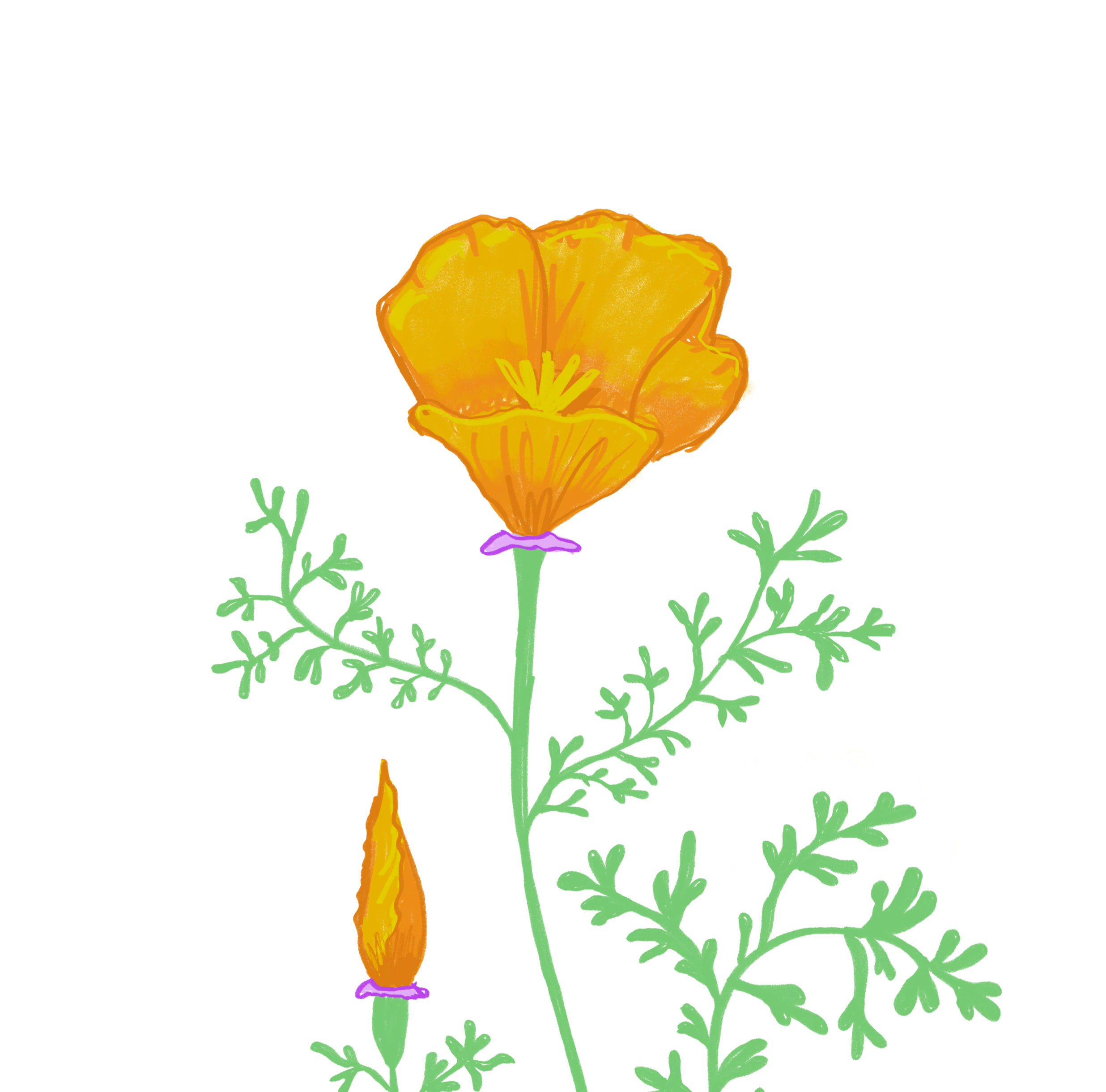 Hand-drawn illustration of a yellow-orange poppy flower with green leaves.