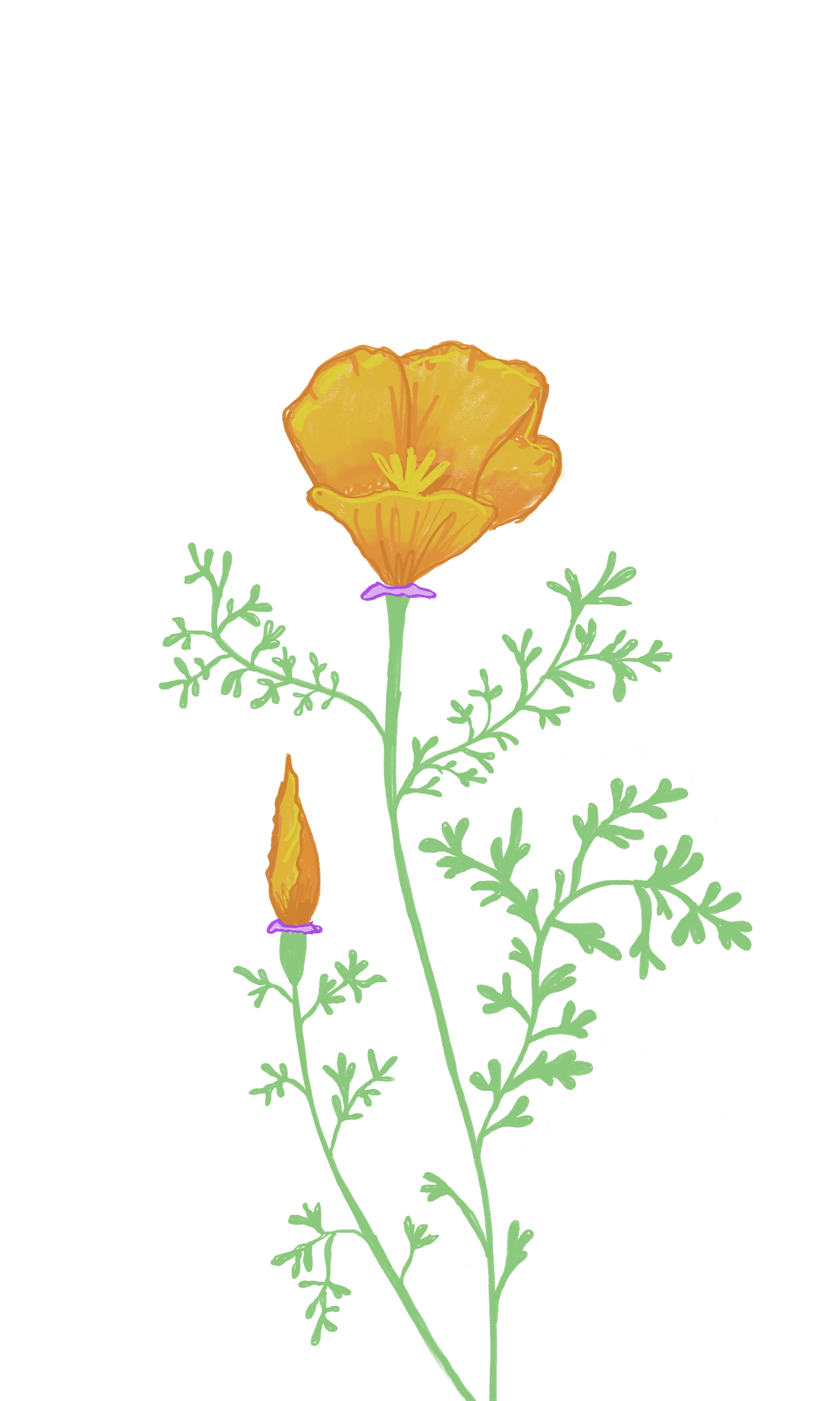 A botanical illustration of an orange California poppy flower with green leaves and a bud