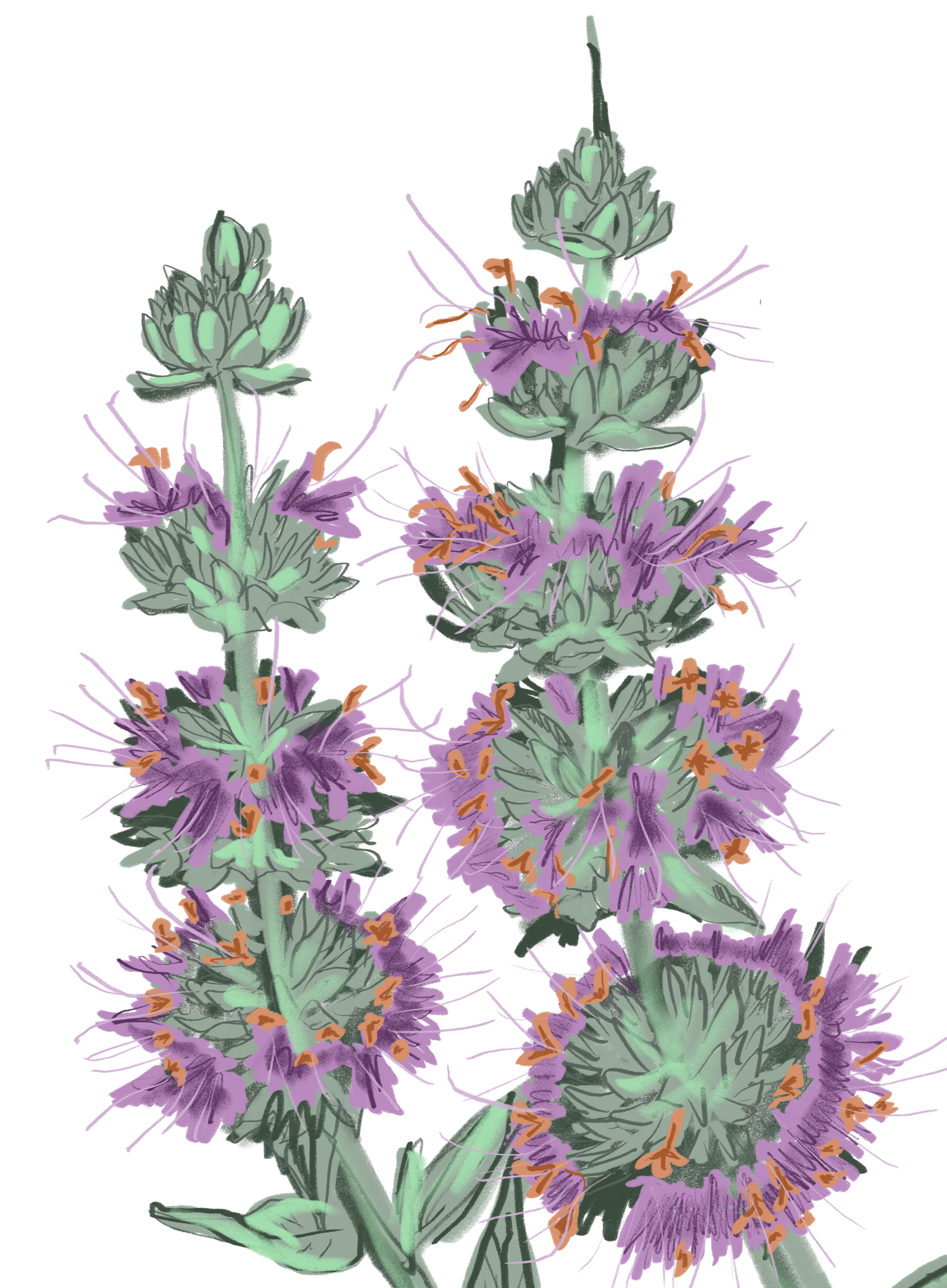 Illustration of Purple Sage with green stems and orange stamens.