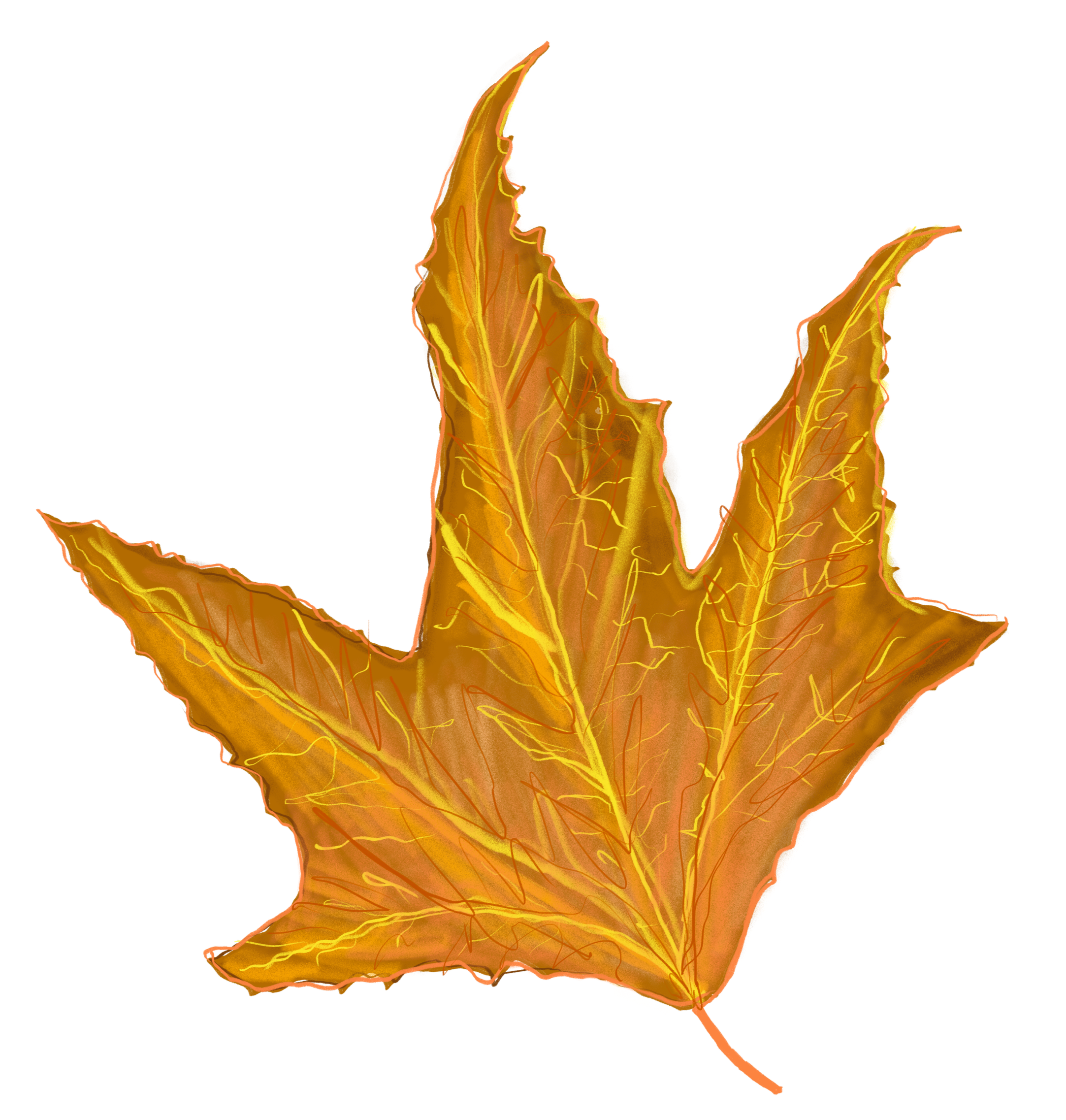 An illustrated Sycamore leaf with yellow veins