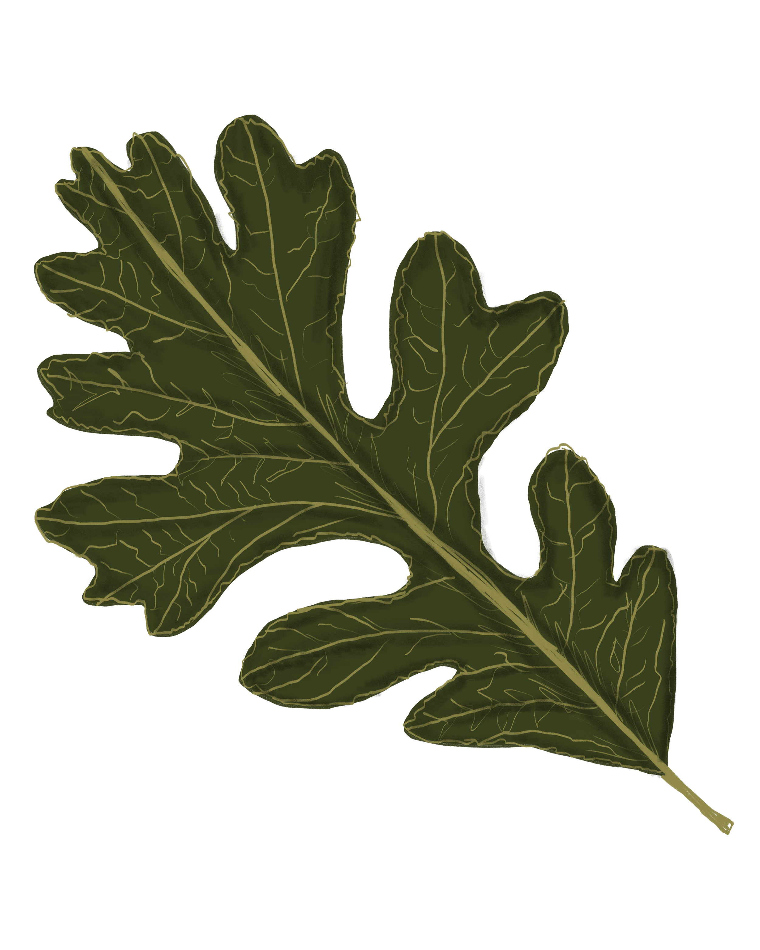 Illustration of a Valley Oak leaf with detailed vein patterns.