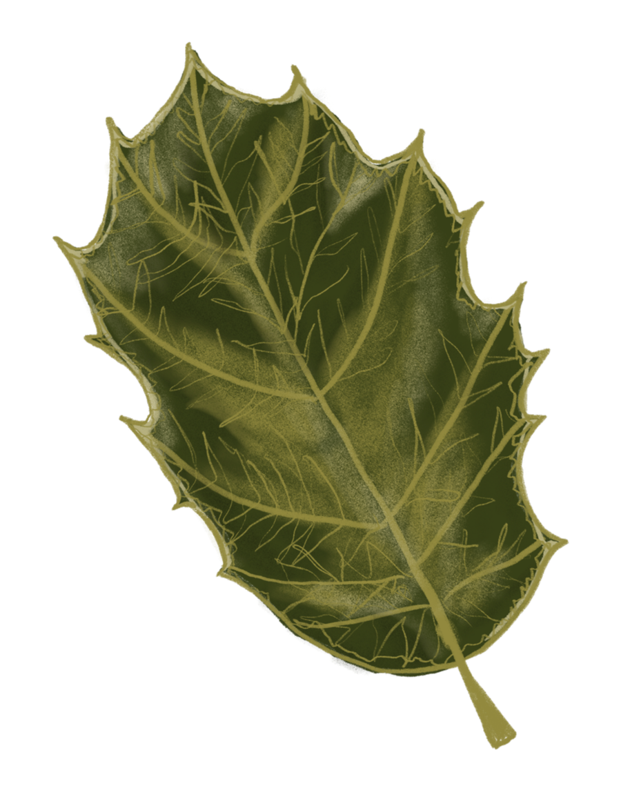 A single green Coast Live Oak leaf with spiky edges and visible veins.