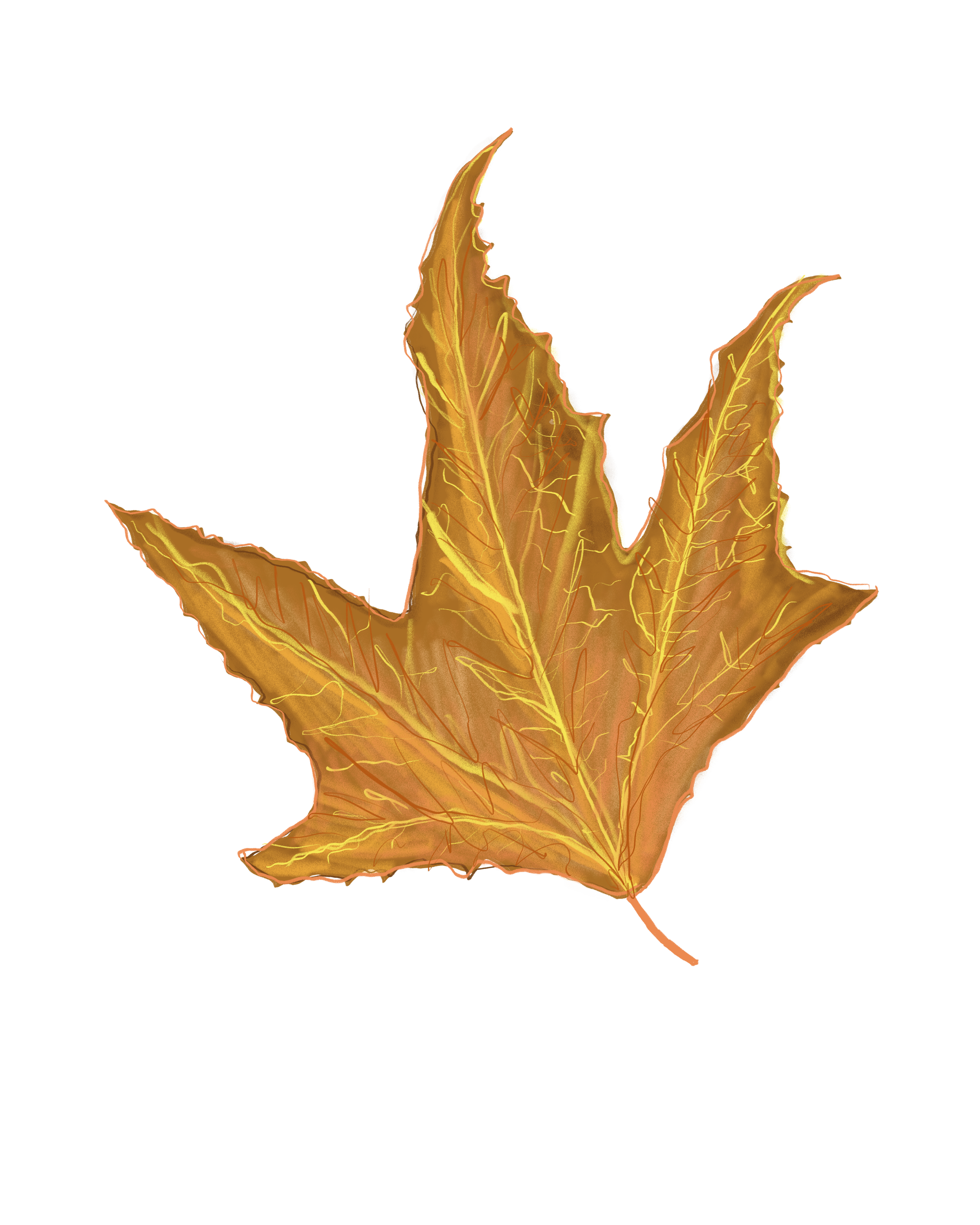 An illustrated Sycamore leaf with yellow veins