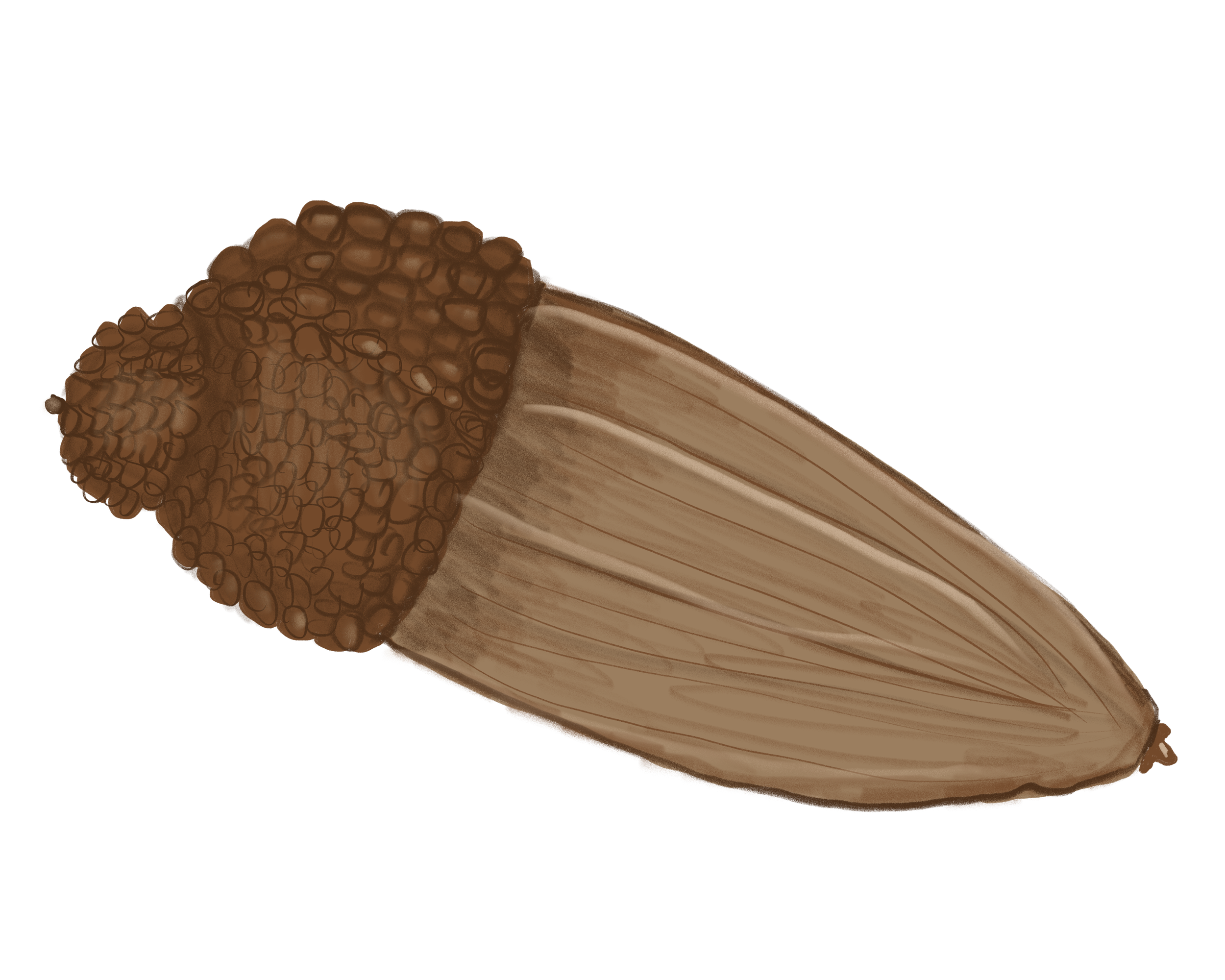 Close-up of a brown Valley Oak acorn.