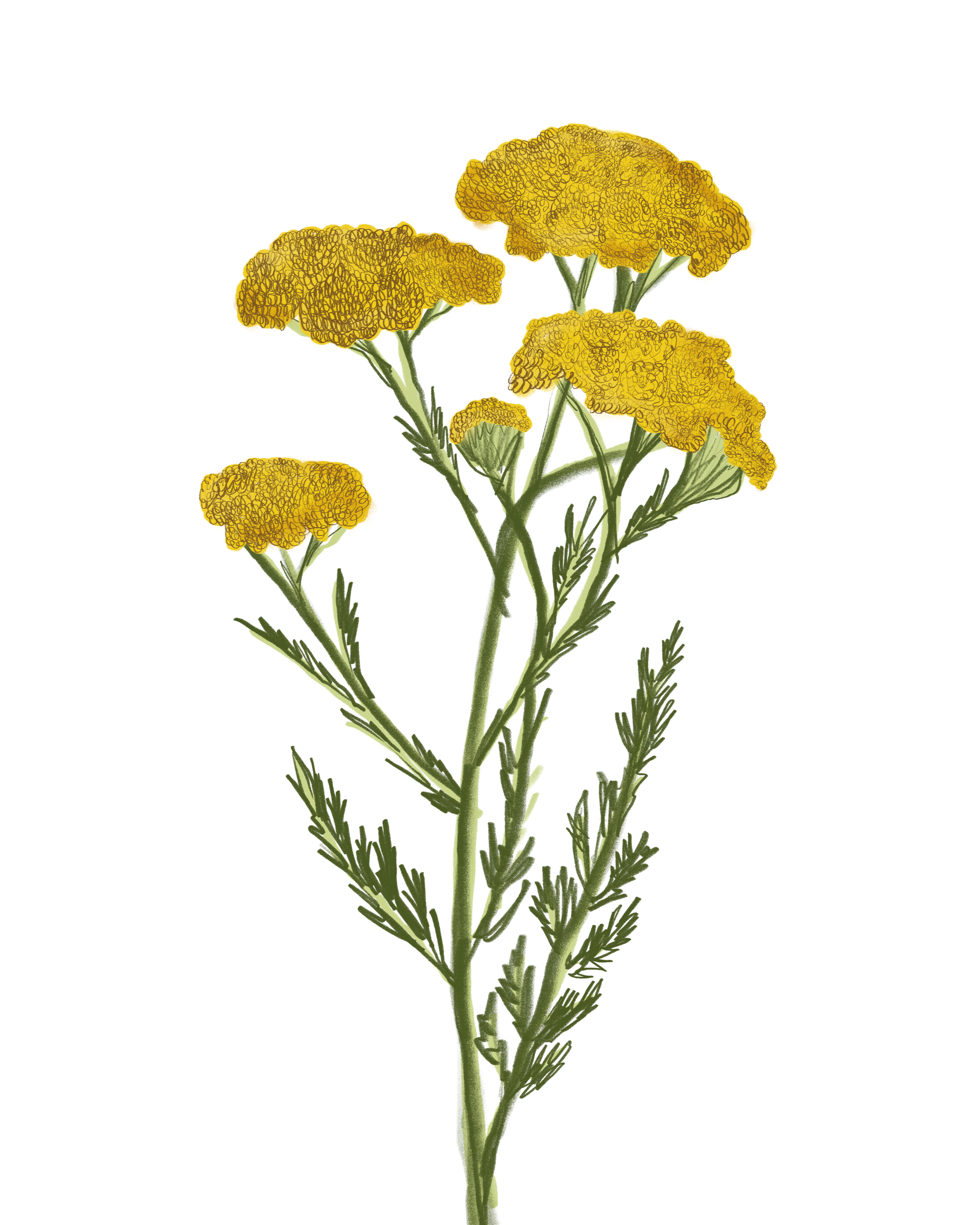 An illustration of Common Yarrow with green stems and leaves.