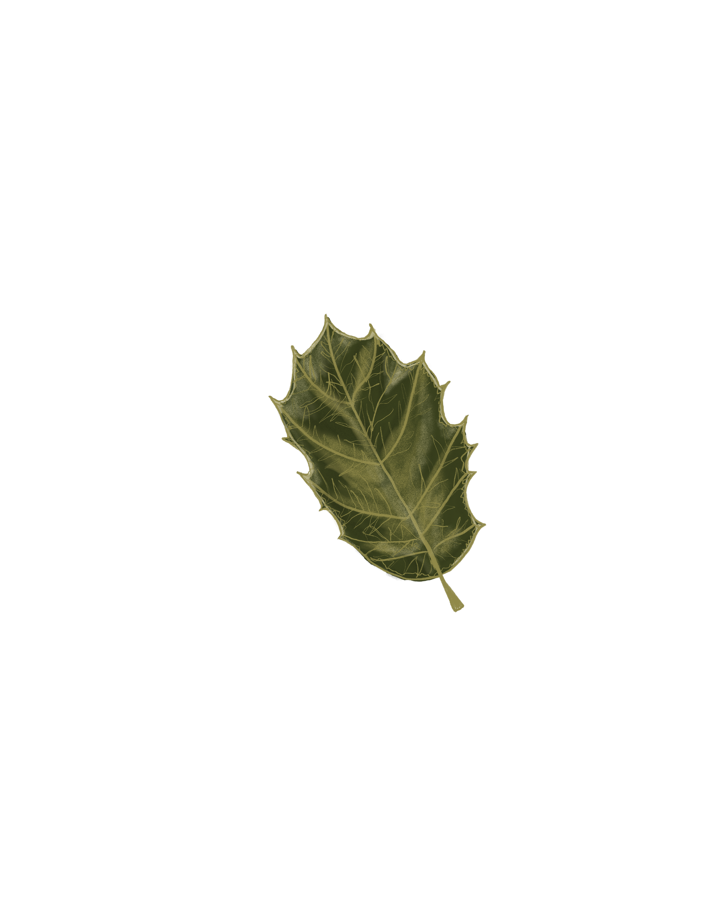 A single green Coast Live Oak leaf with spiky edges and visible veins.