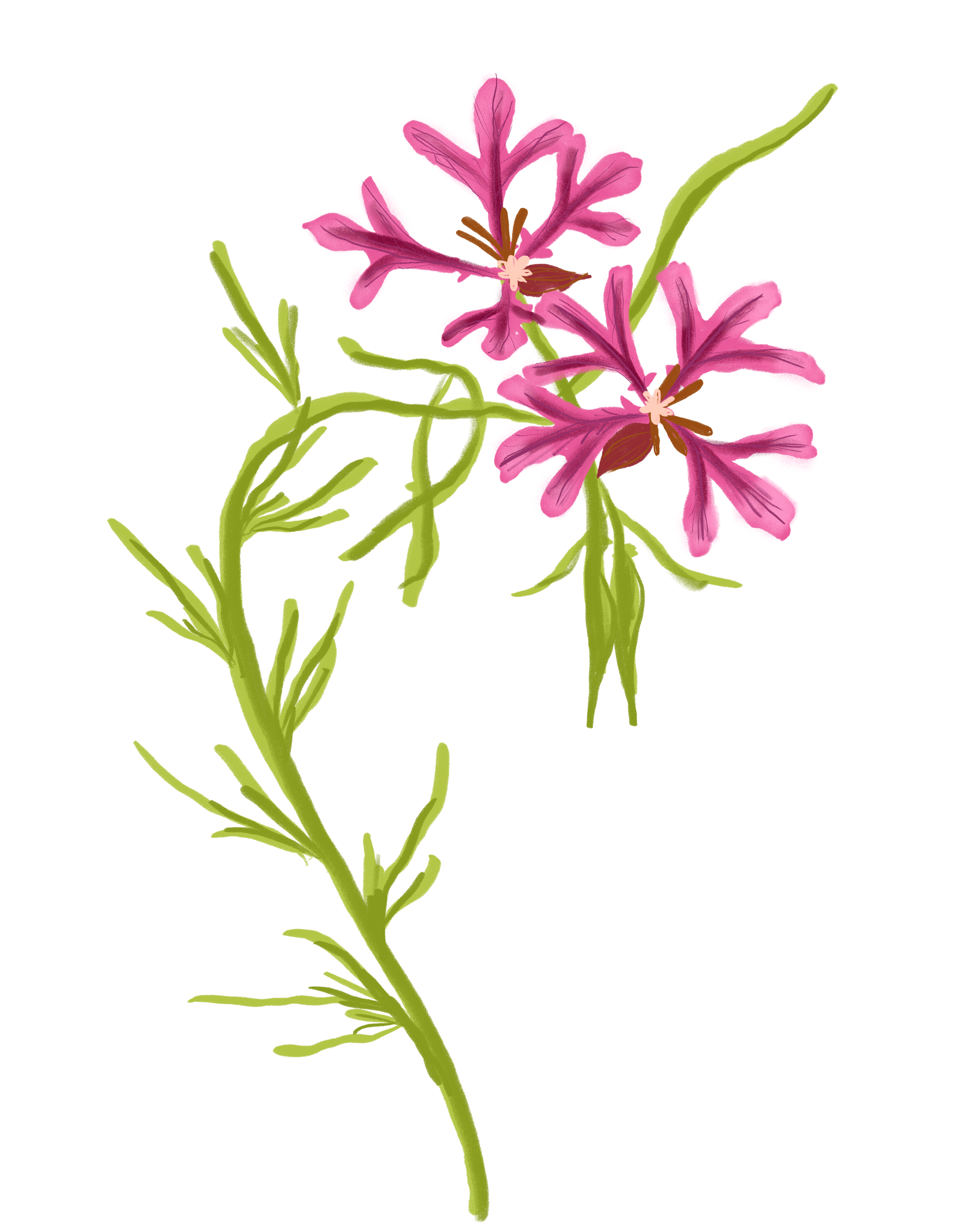 A botanical illustration of pink Clarkia with green stems and leaves, featuring blooming pink flowers with darker pink veins and brown central parts.
