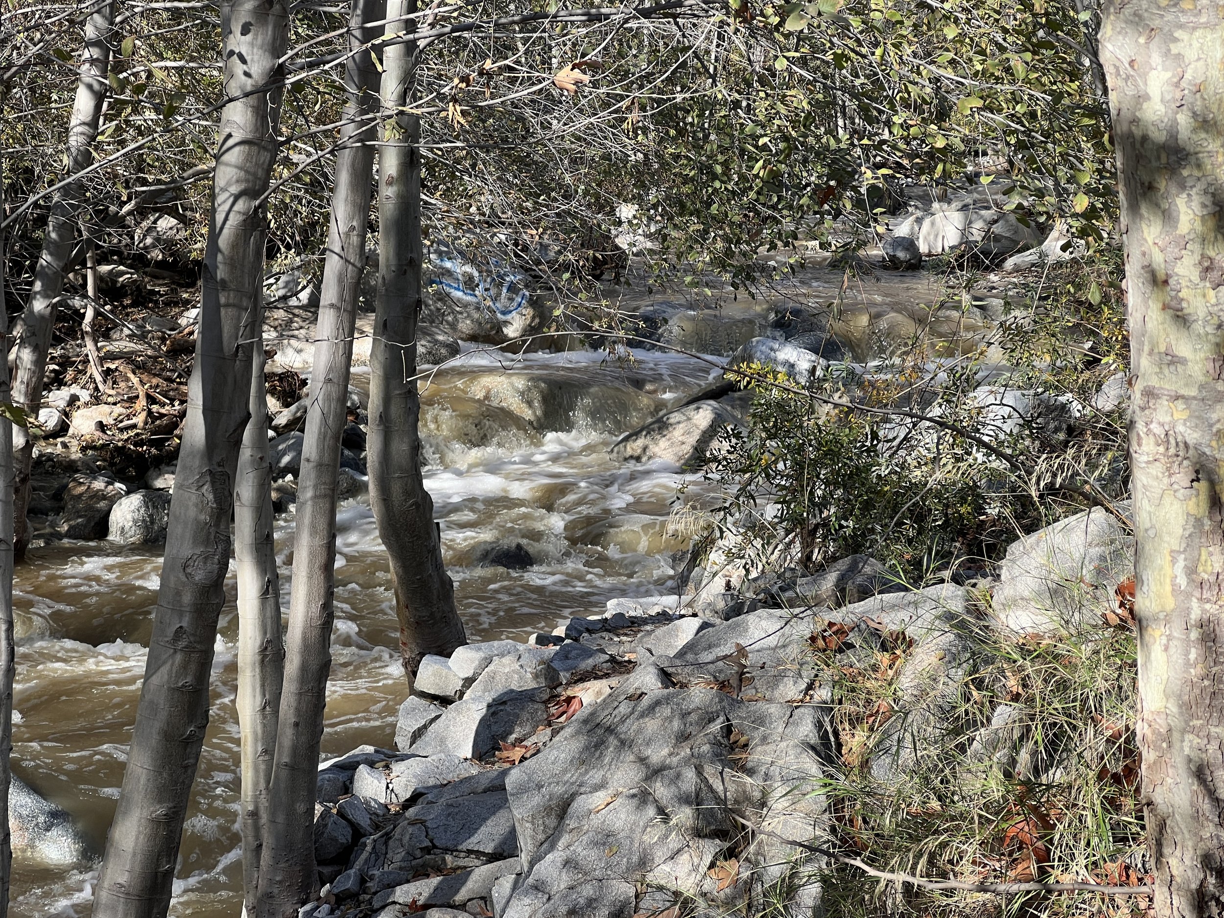 A rocky stream flowing through a wooded area with trees and bushes along the bank. The Arroyo Seco.