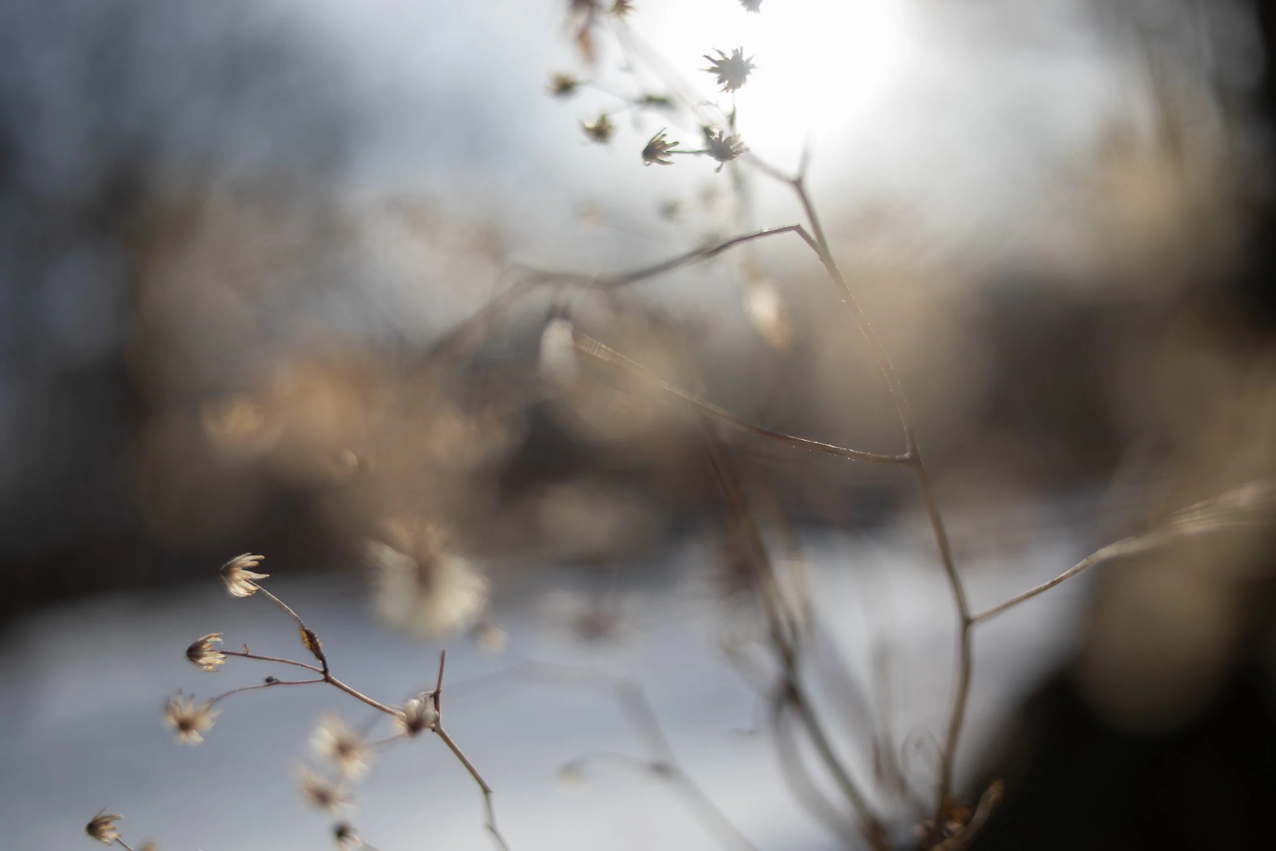 14_ShionaSommerville_FieldJournal.jpg