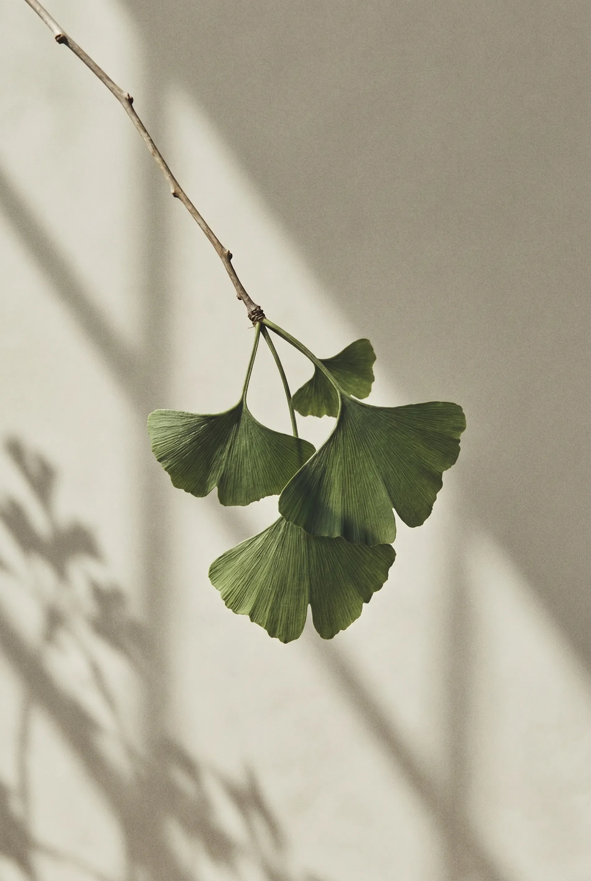 Close-up of a stem with three green fan-shaped ginkgo leaves against a blurred background.