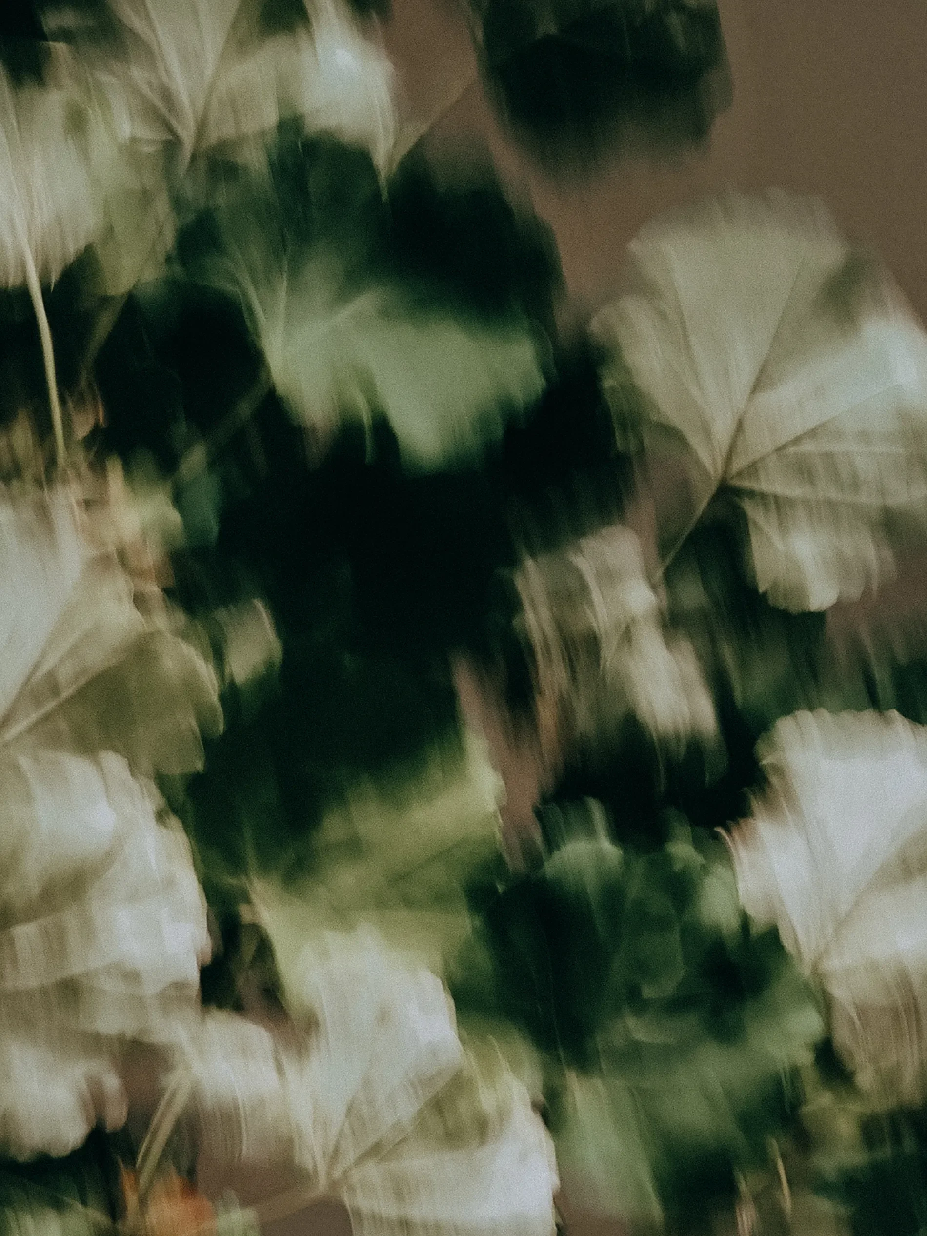 A potted plant with large green leaves.
