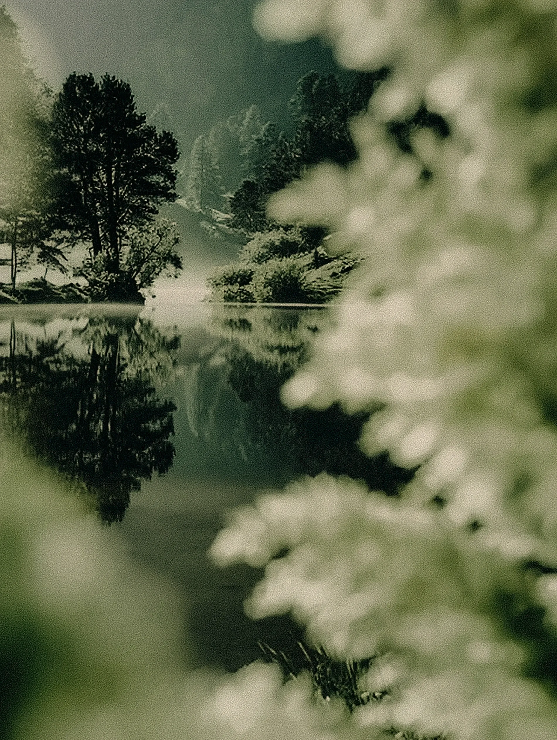 A scenic landscape with tall pine trees reflecting in a calm body of water, with mountains and cloudy sky in the background.