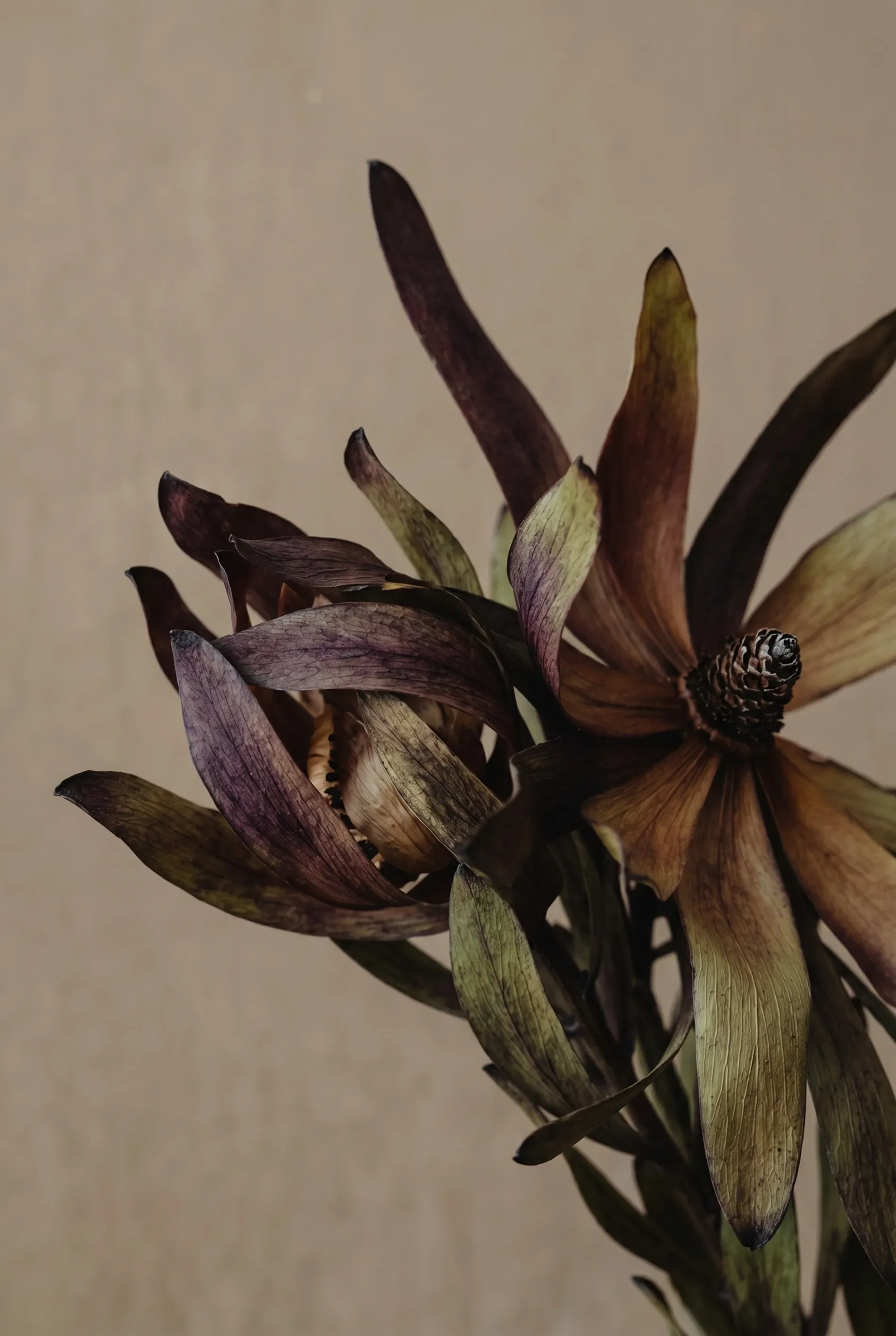 A close-up view of a dried flower with brown and greenish petals against a plain beige background.
