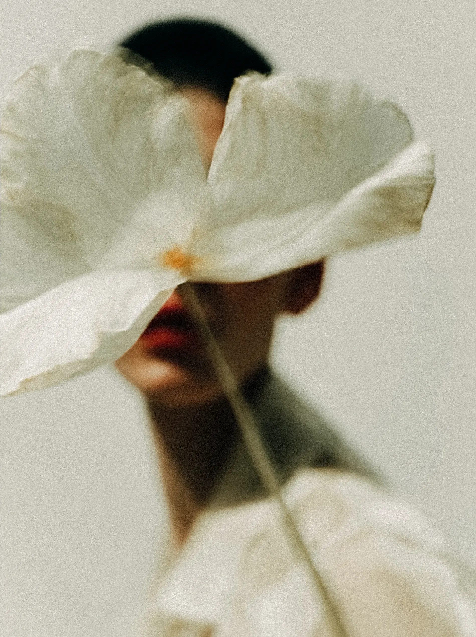 Close-up of a white flower with delicate petals being held by a person's hand.