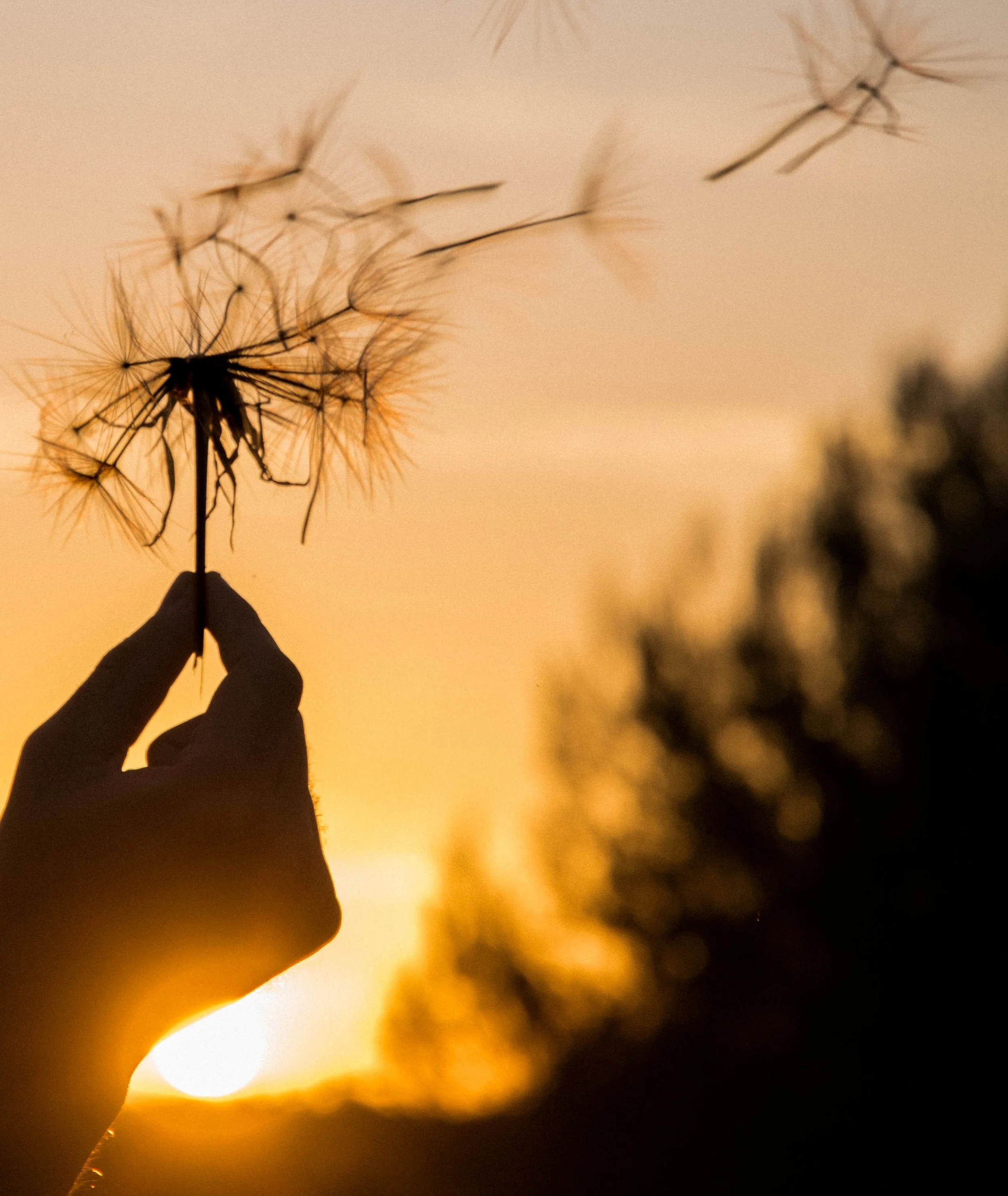 A hand holds a dandelion seed head against a warm sunset sky.