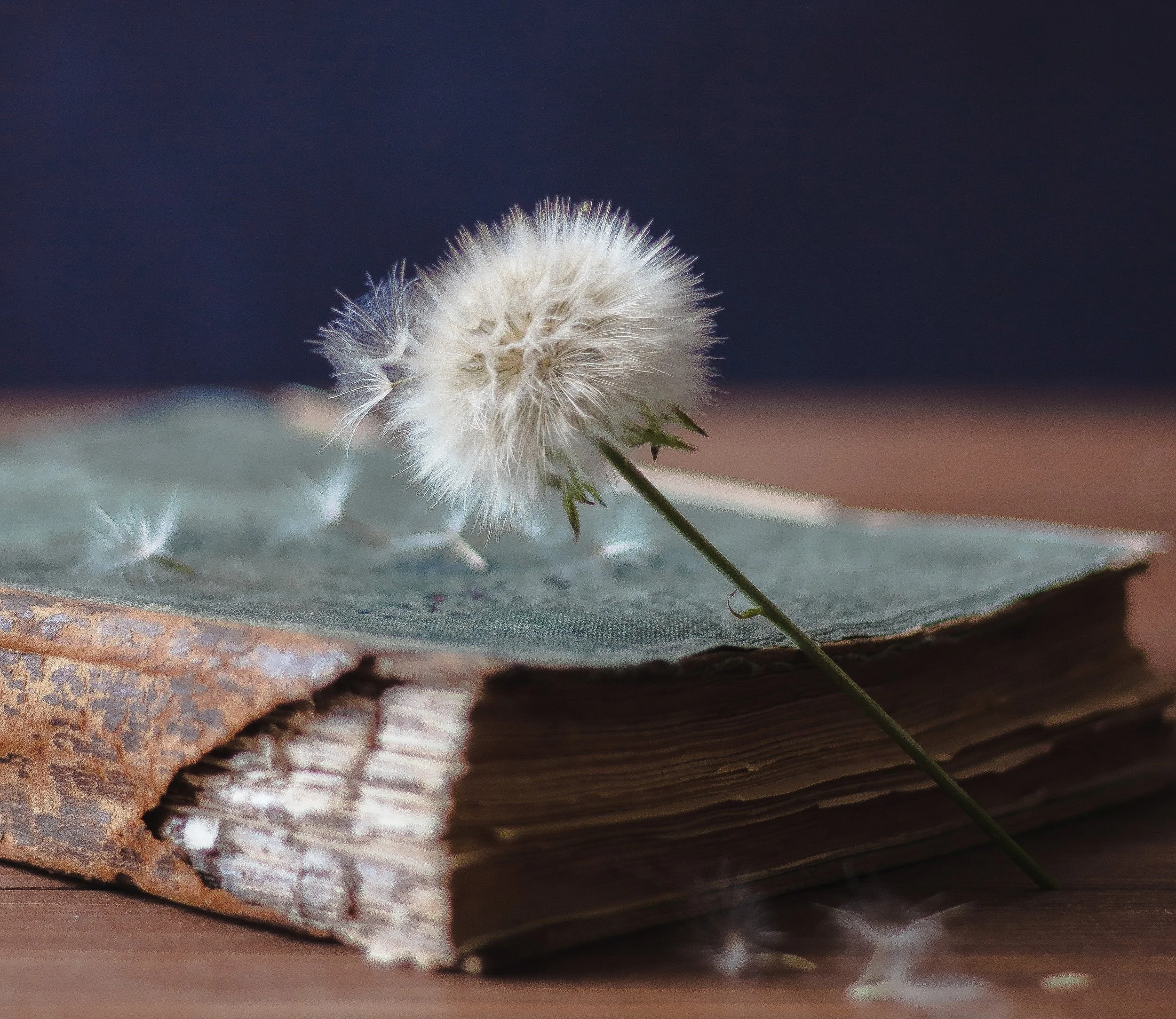 Close-up of a dandelion seed head with fine white seeds, resting on a surface with a blurred background.
