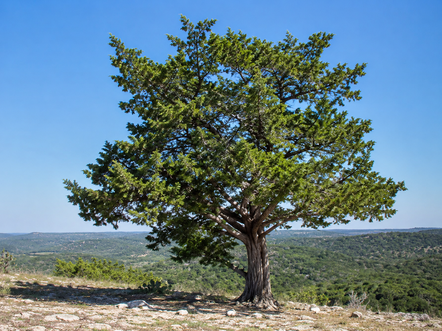 Cedar Tree.png