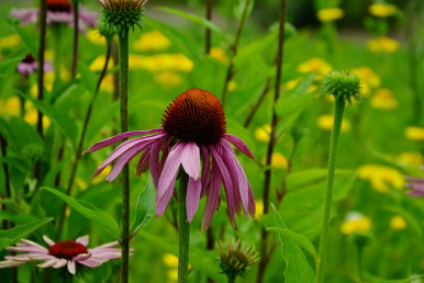 Echinacea.png