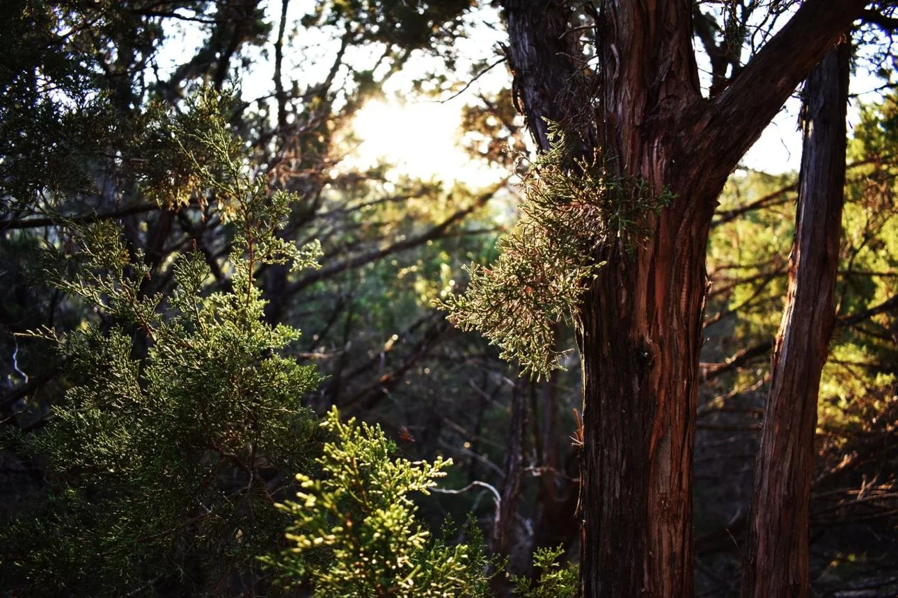 Why We Need Nature More Than Ever
