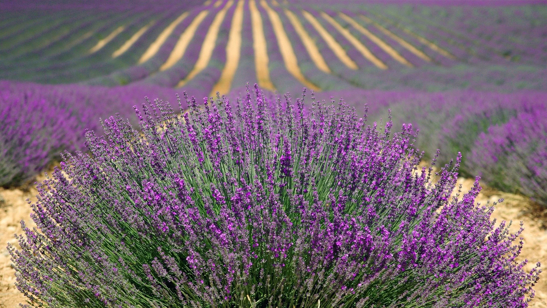 Why Organic and Regenerative Matter to Us