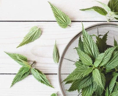Nourishing Herb Highlight: Nettle