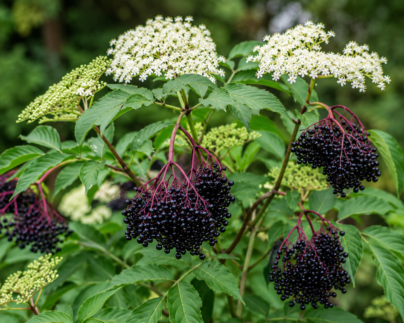 Elderberries.png