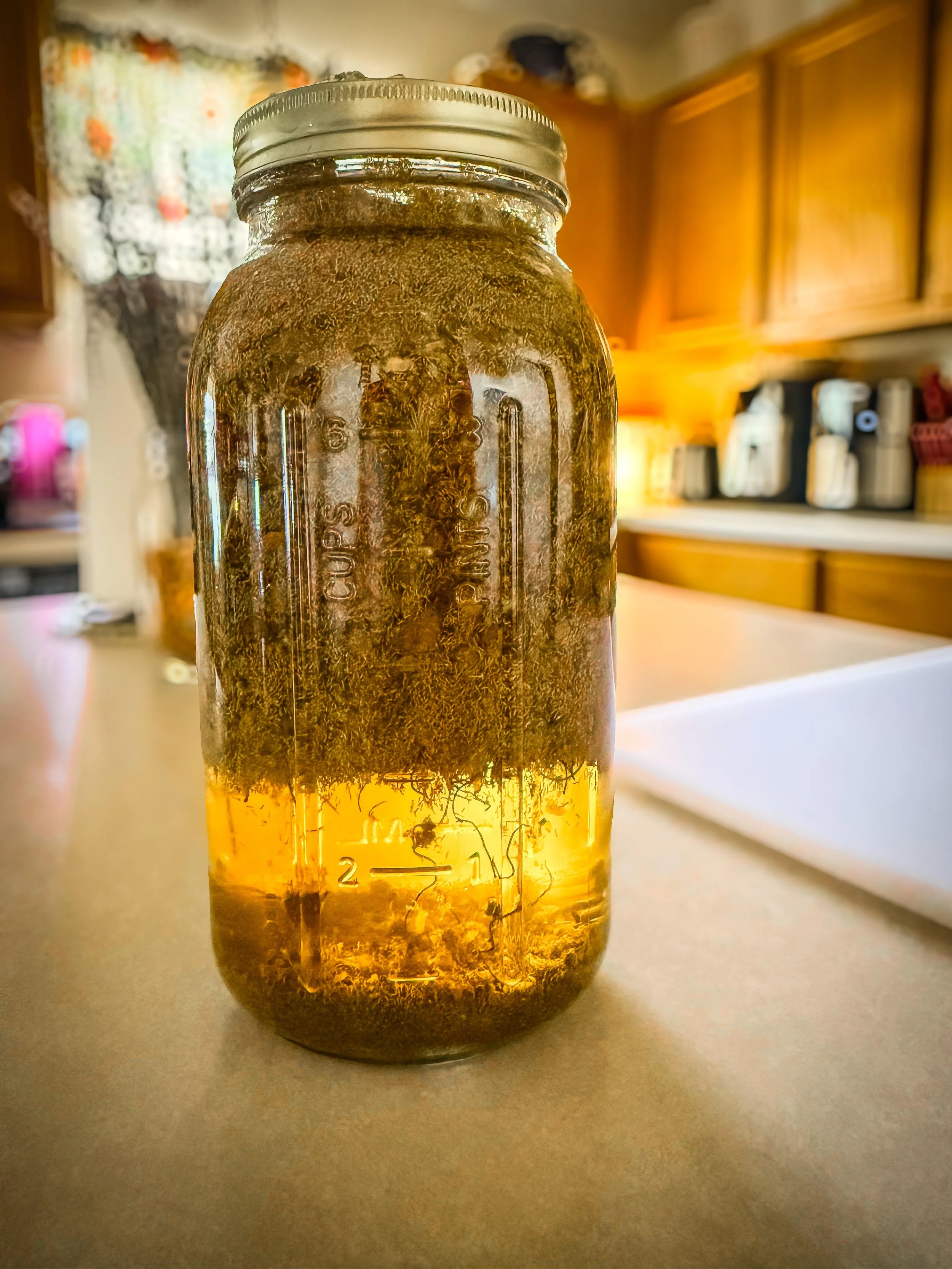 Chamomile Infusion.jpg