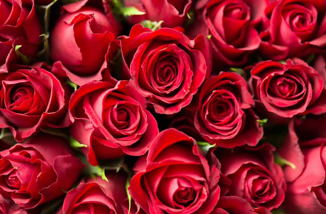 Rose Bush .png