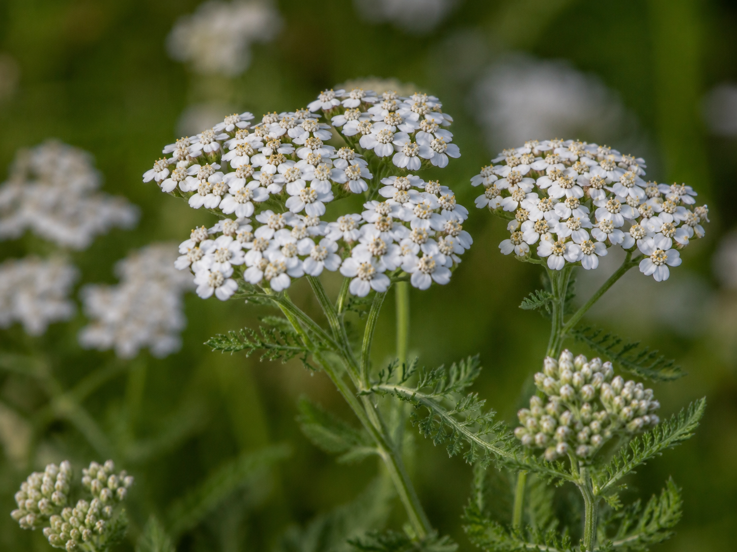 Yarrow.png