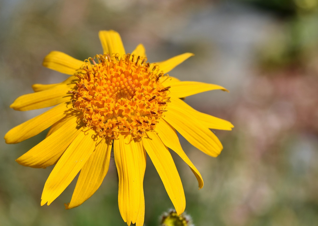 Arnica Flower .png