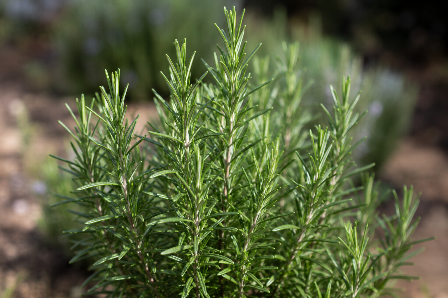Rosemary Bush.png
