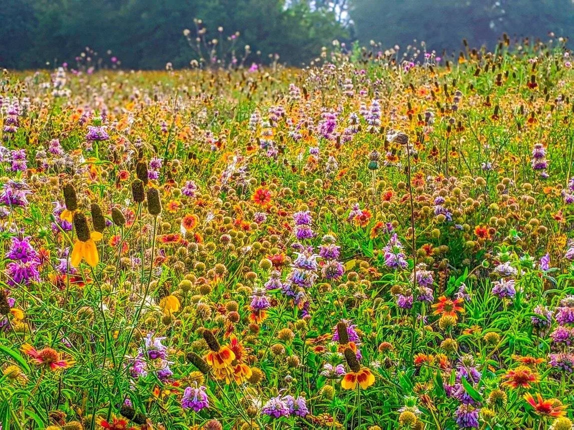 Flowers.jfif